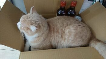 暑い日々 にゃん太郎お気に入りの場所から🐱