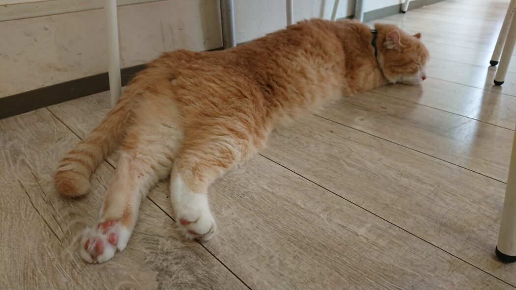 秋に向けてがんばりましょう～🐱
