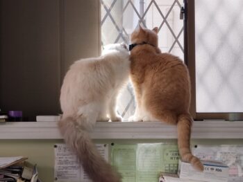 Xmas窓辺のにゃんこ🐈🐈
