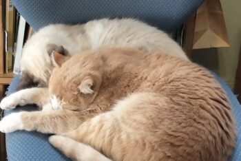 立春は過ぎたけれど🌸