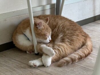 猛暑　にゃん太郎お昼寝🐱