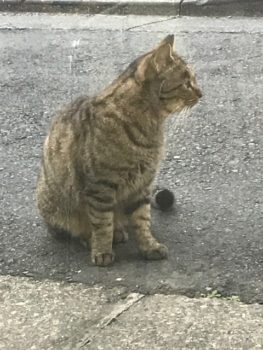 今日のお客様🐱