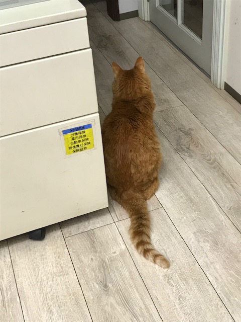 帰り待ってマス🐈