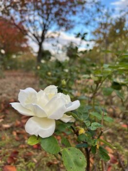最近の都市工房にゃんズです🐈🐈