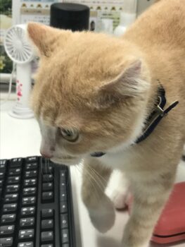 暑中お見舞い申し上げます🌻 夏季休業のおしらせ