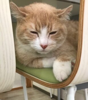 お休み明け おつかれさまです~🐈