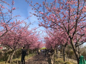 春です🌸