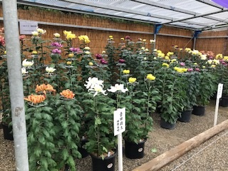 大輪がいっぱい 菊花展開催中🌼